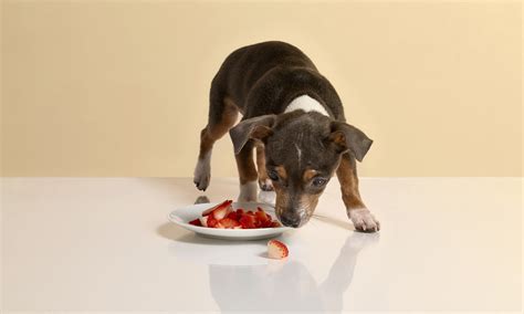 Can Dogs Eat Strawberries? Everything You Need To Know ...